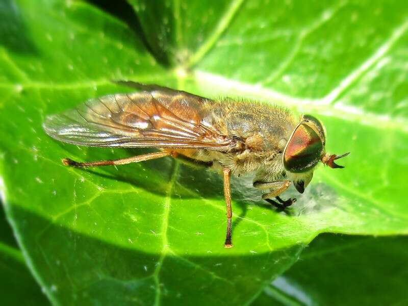 صورة Hybomitra ciureai (Seguy 1937)