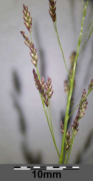 Image of Indian lovegrass