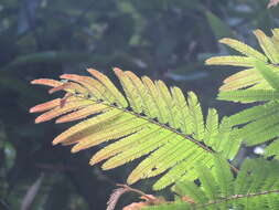 Image of Chinese albizia