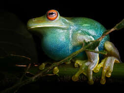 Image of Bocaina tree frog