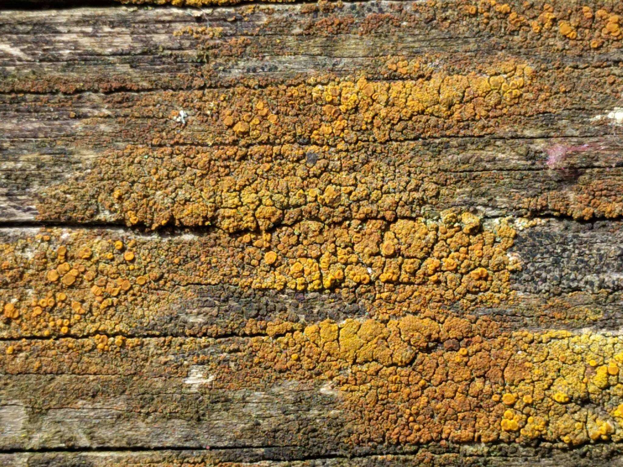 Image of eggyolk lichen