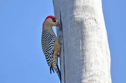 Image of West Indian Woodpecker