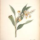 Image of Alpinia diffissa Roscoe