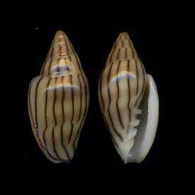 Image of Marginella cleryi Petit de la Saussaye 1836