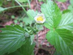 Image of woodland strawberry