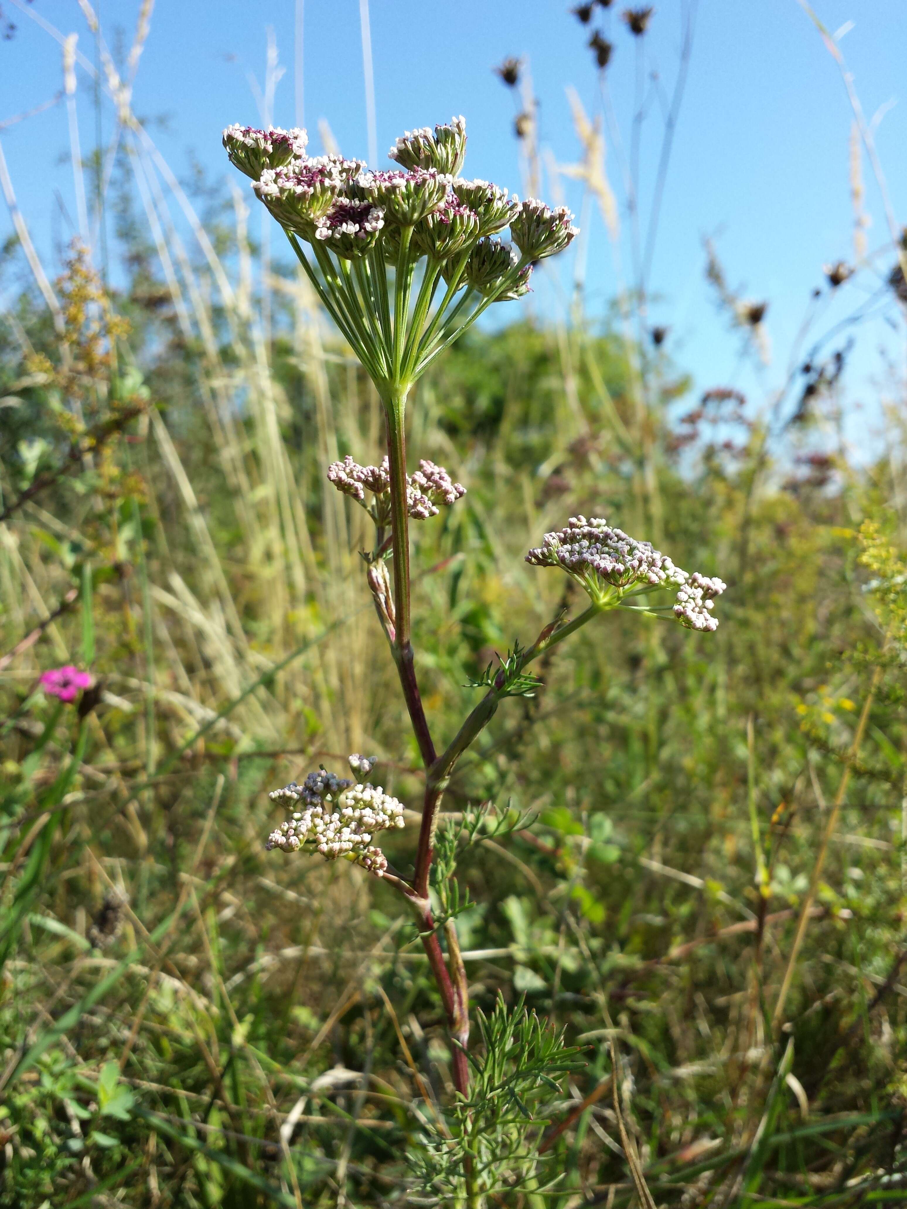 Image of Seseli annuum L.