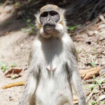 Image of Green Monkey