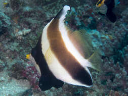 Image de Poisson cocher du Pacifique