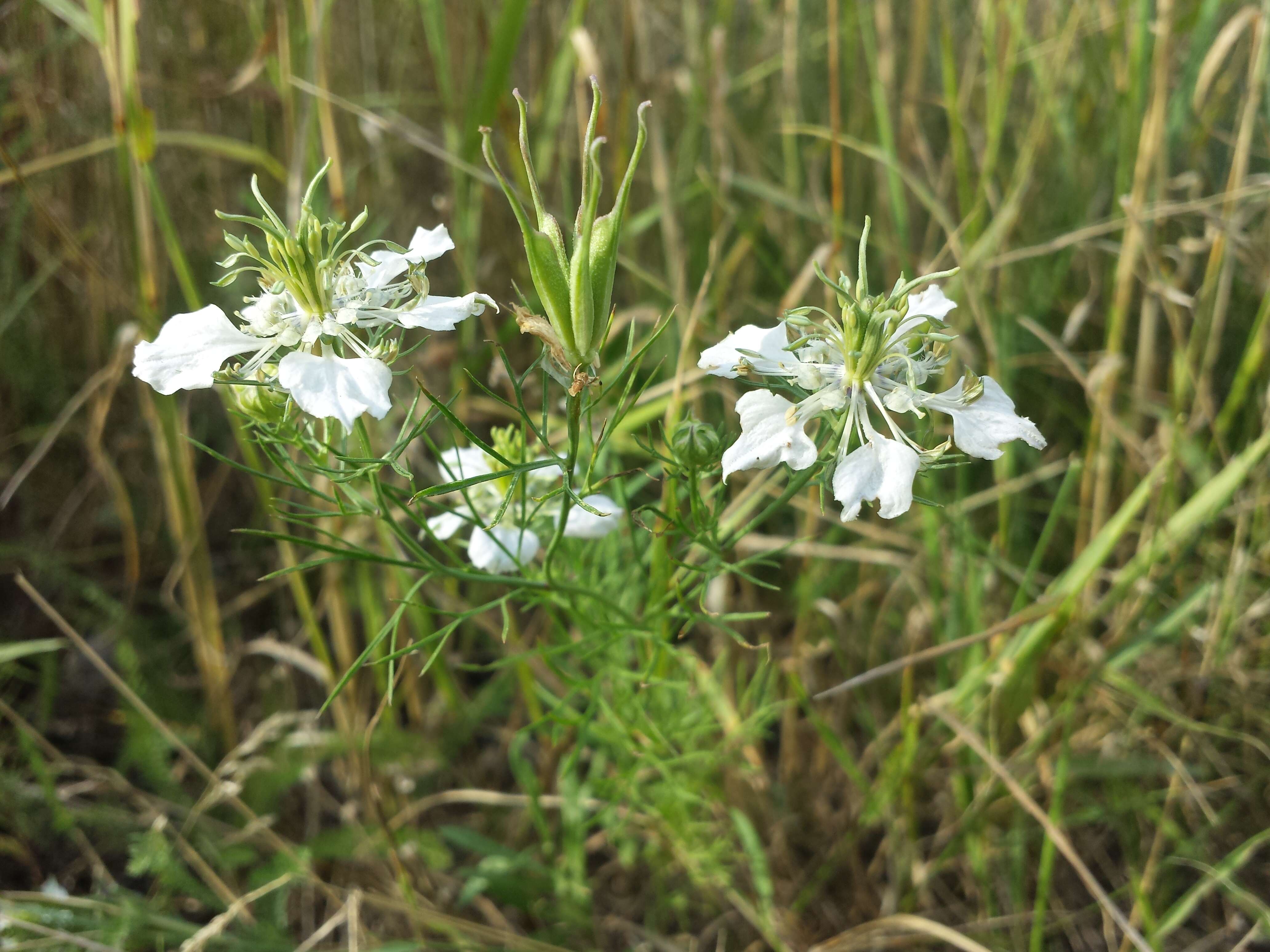 Nigella arvensis L. resmi