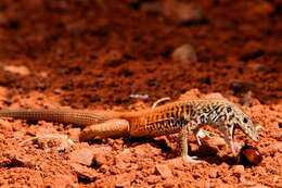 Image of Tiger Whiptail