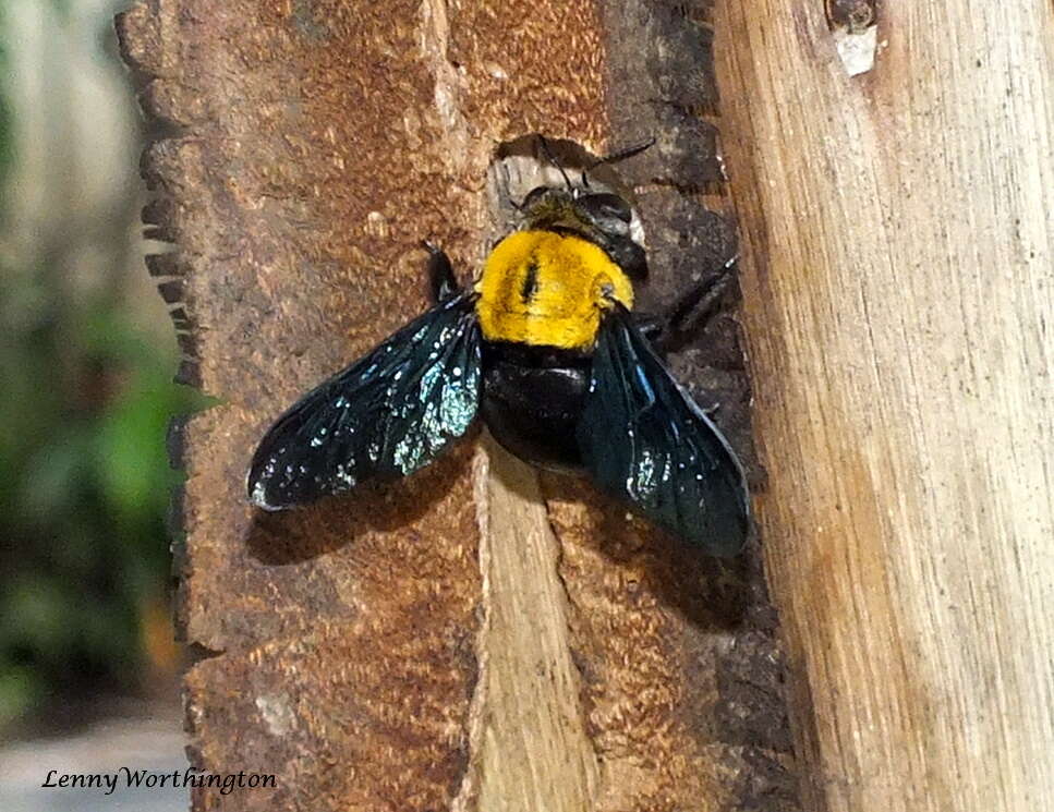 Xylocopa aestuans (Linnaeus 1758) resmi