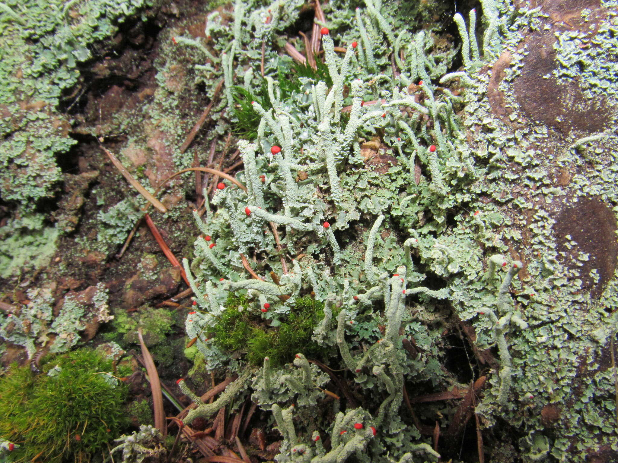 Image of Cladonia macilenta