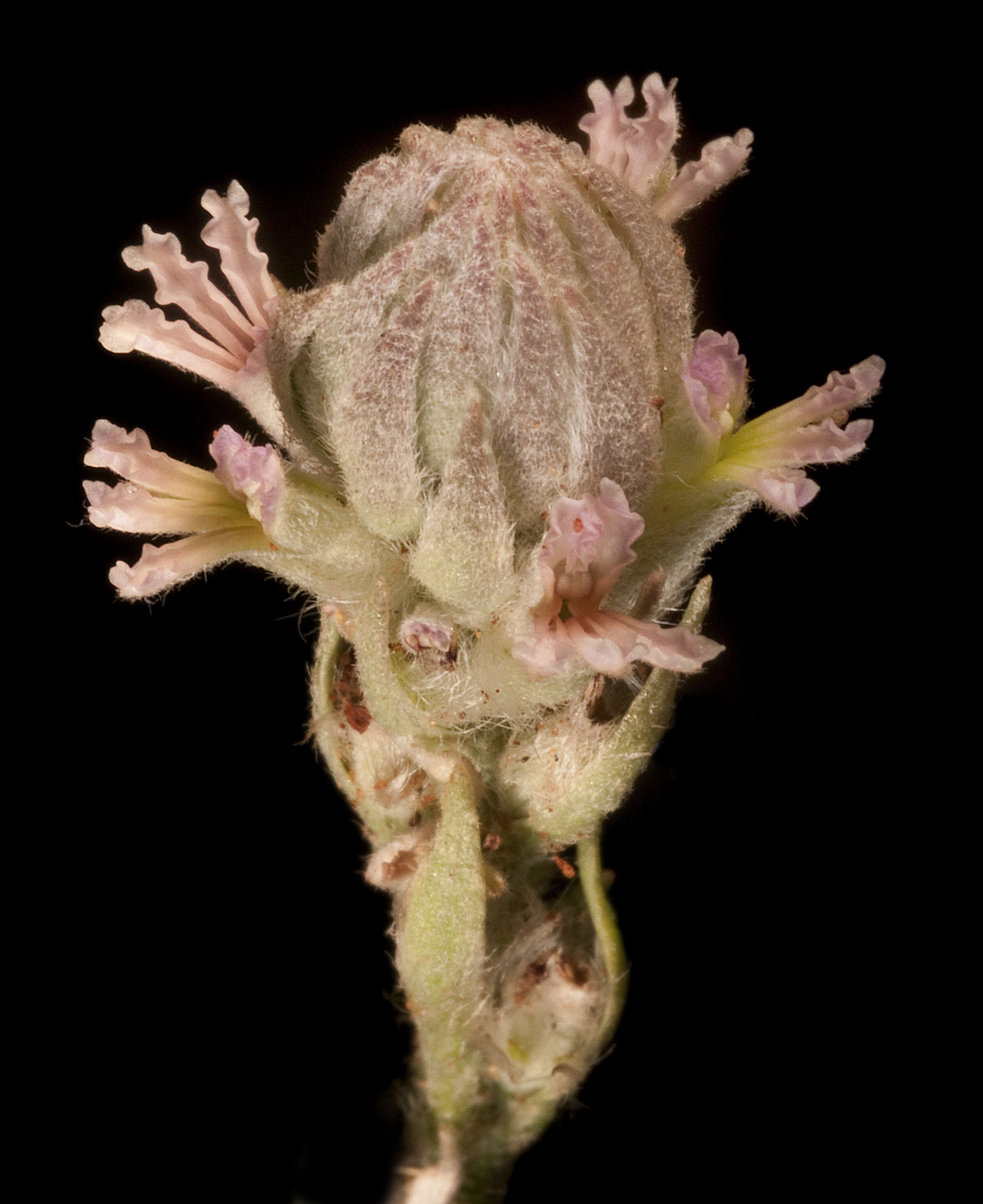 Image of Dampiera dentata M. T. M. Rajput