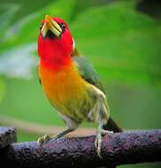 Image of Red-headed Barbet