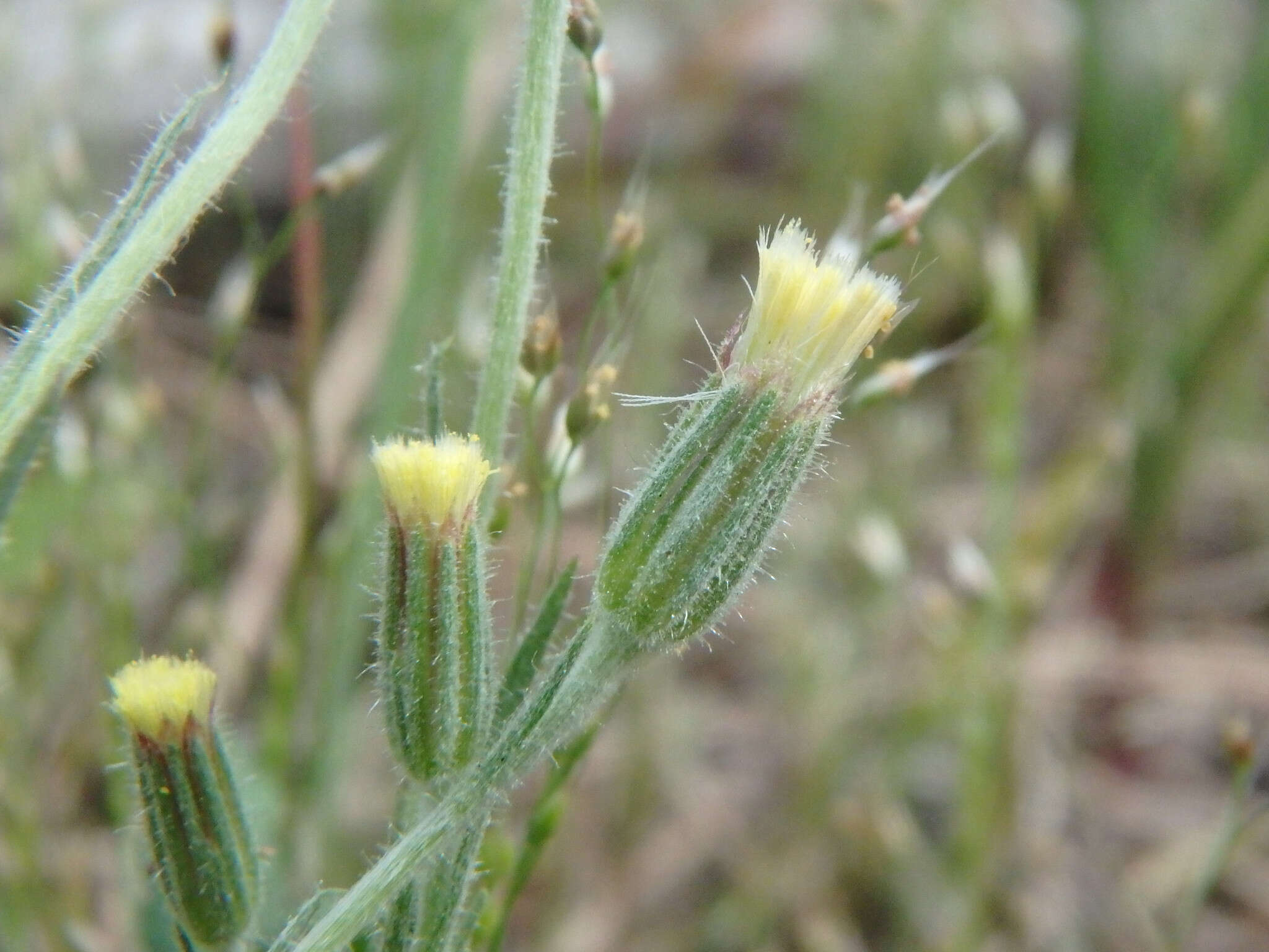 Слика од Millotia tenuifolia Cass.