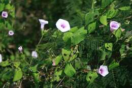 Слика од Ipomoea trifida (Kunth) G. Don