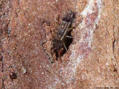 Image de Orchesella flavescens (Bourlet & C 1839)