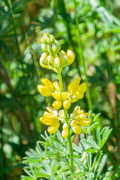 Sivun Lupinus arboreus Sims kuva