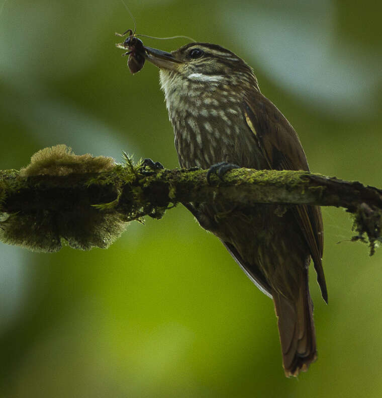 Image of Streaked Xenops