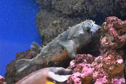Image of porcupinefishes