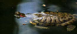 Image of slider turtle, red-eared terrapin, red-eared slider