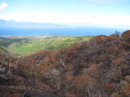 Image of naupaka kuahiwi