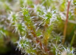 Image of square goose neck moss