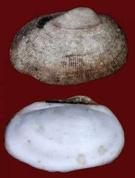 Image of white-beard ark shell