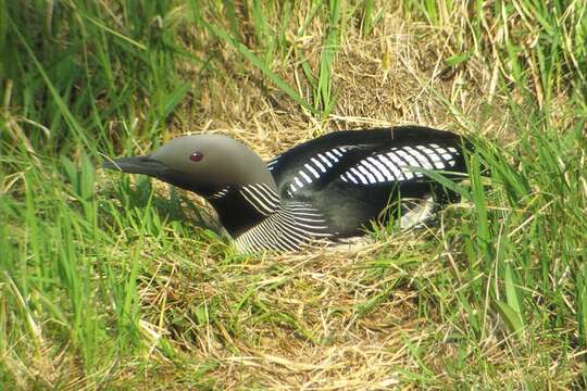 Image of Arctic Loon