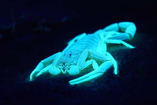 Image of Deathstalker scorpion