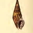 Image de Crassispira unicolor (G. B. Sowerby I 1834)