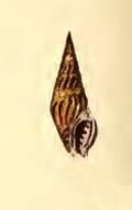 Imagem de Crassispira unicolor (G. B. Sowerby I 1834)