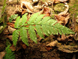 Image of Polypodiidae