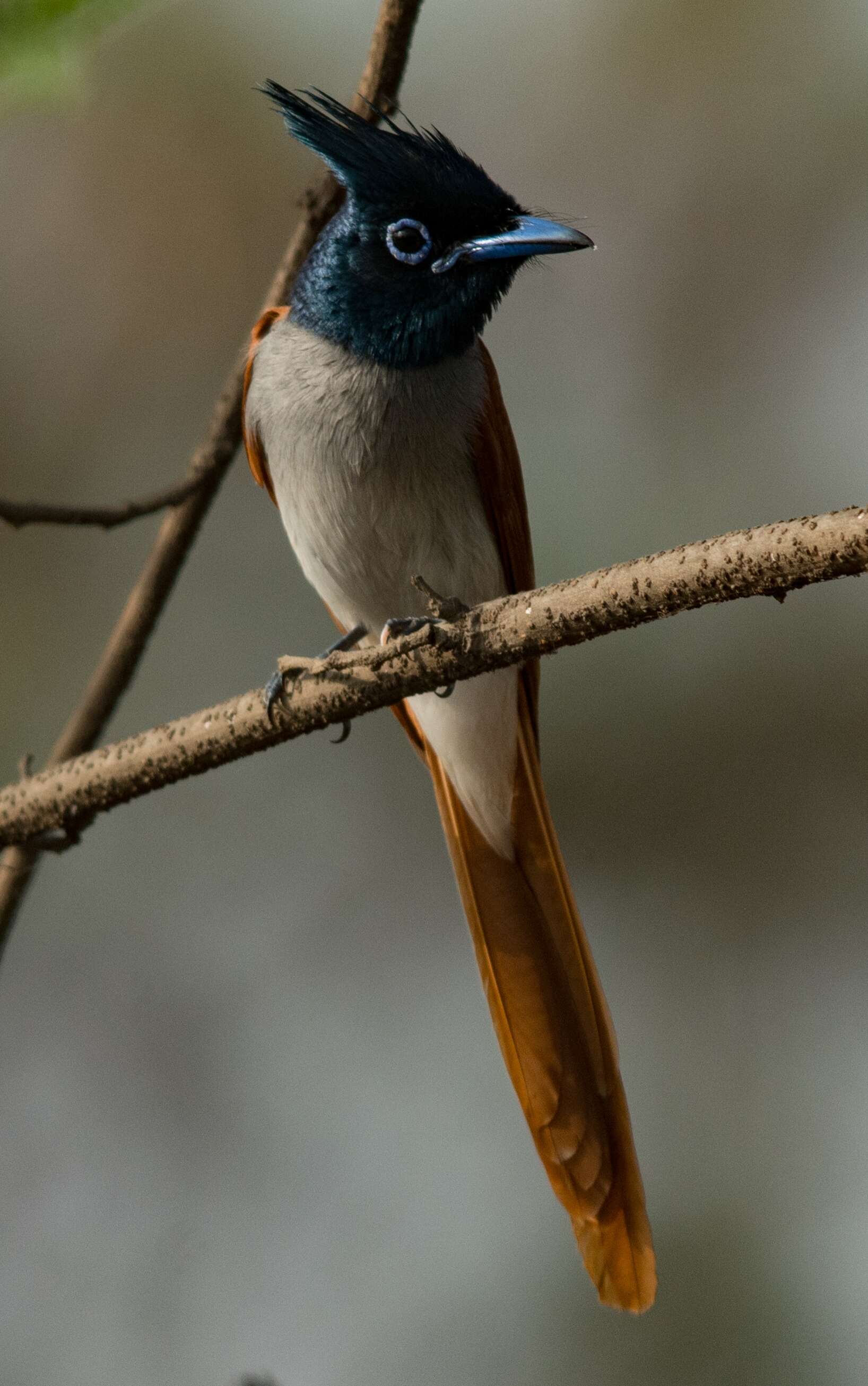 Image of Asian Paradise-Flycatcher