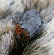 Image of Red-breasted Carrion Beetle