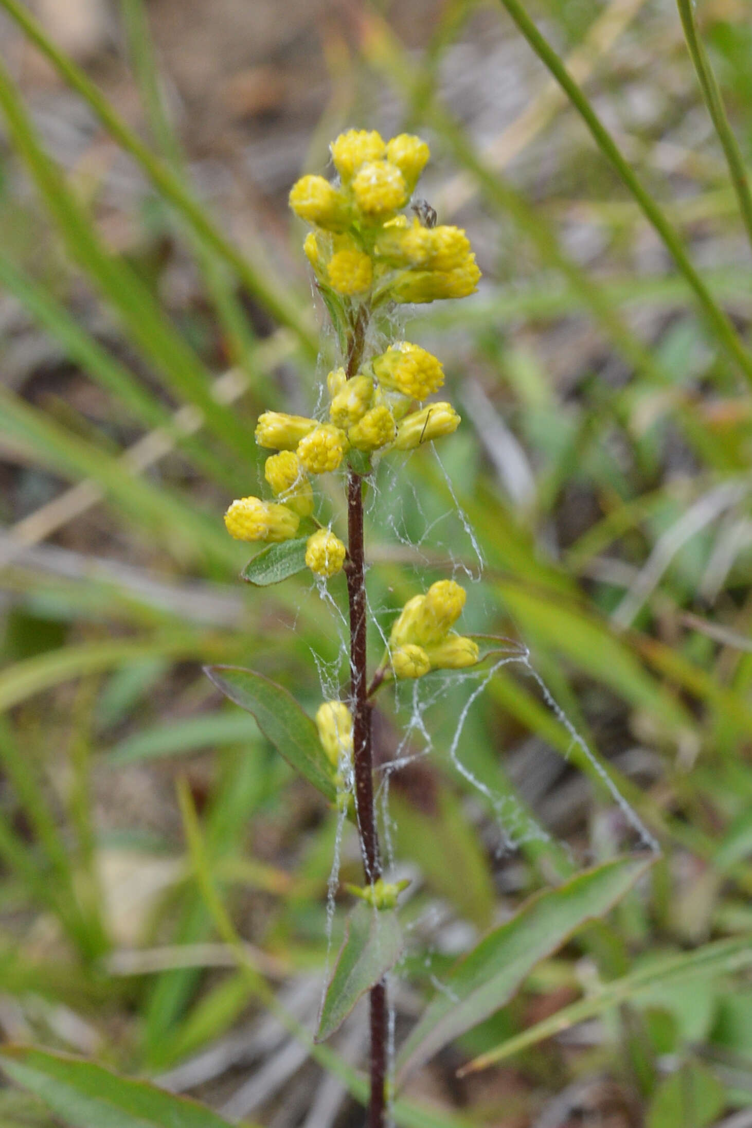 Image of bog goldenrod