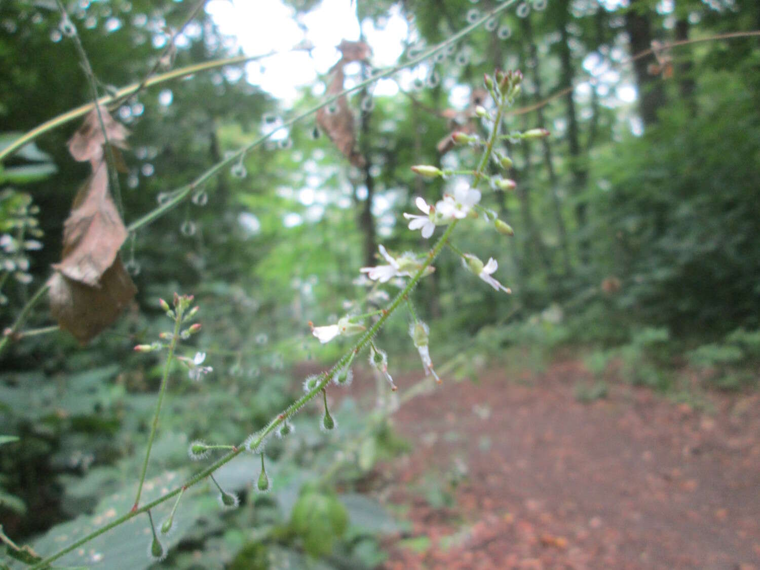 Image of broadleaf enchanter's nightshade