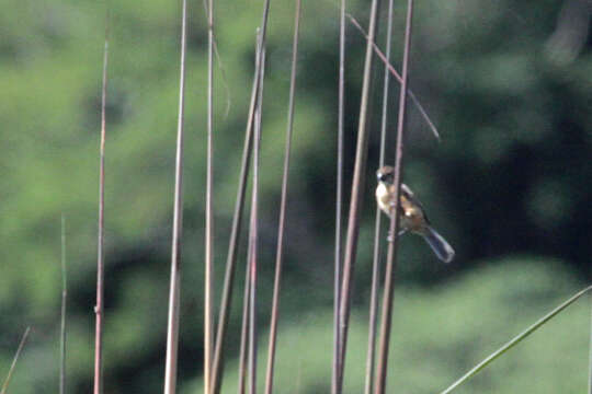 Image of Rusty-collared Seedeater