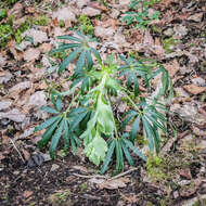 Image of Stinking Hellebore