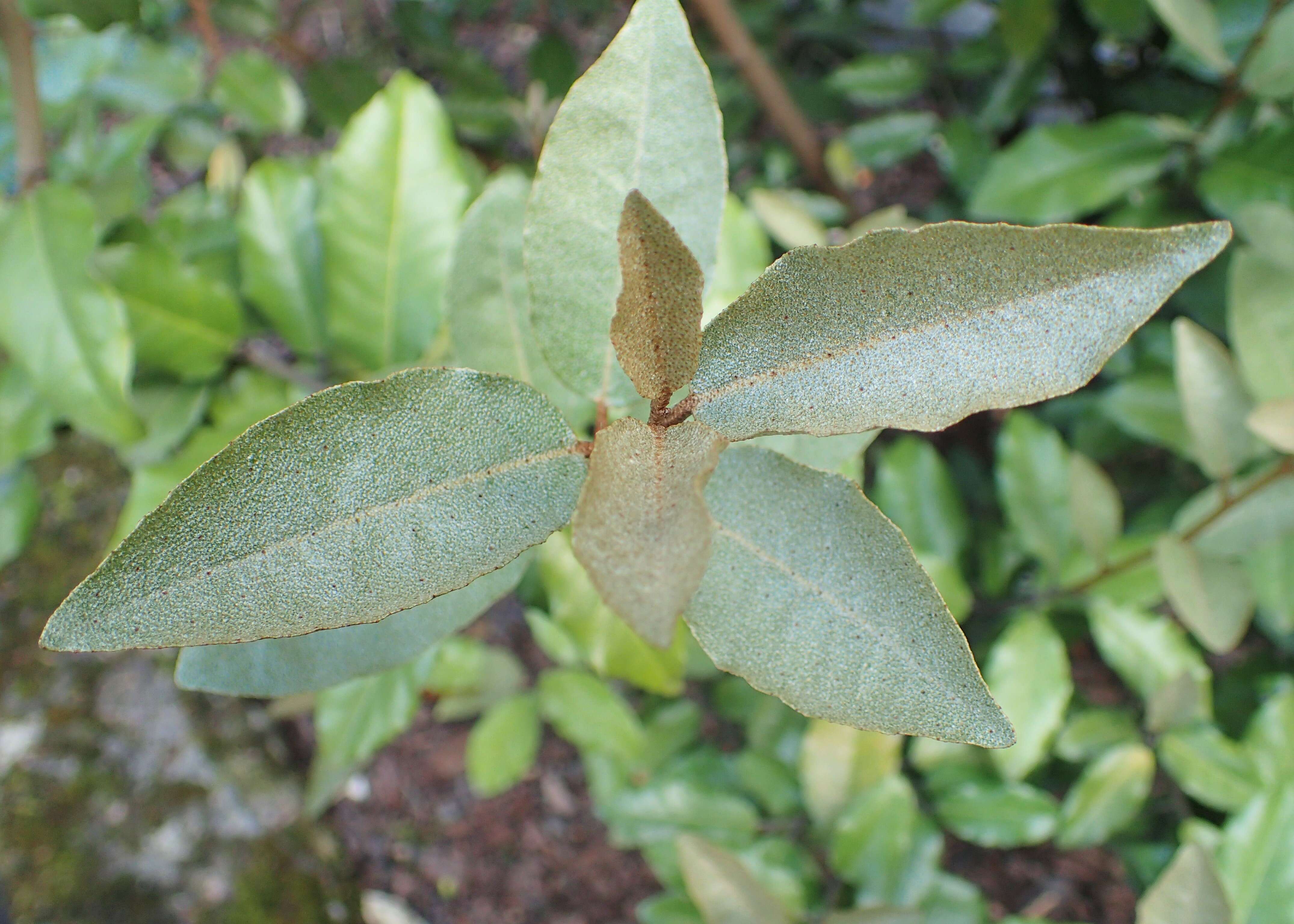 Image of Elaeagnus macrophylla Thunb.