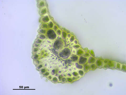 Image of pohlia moss