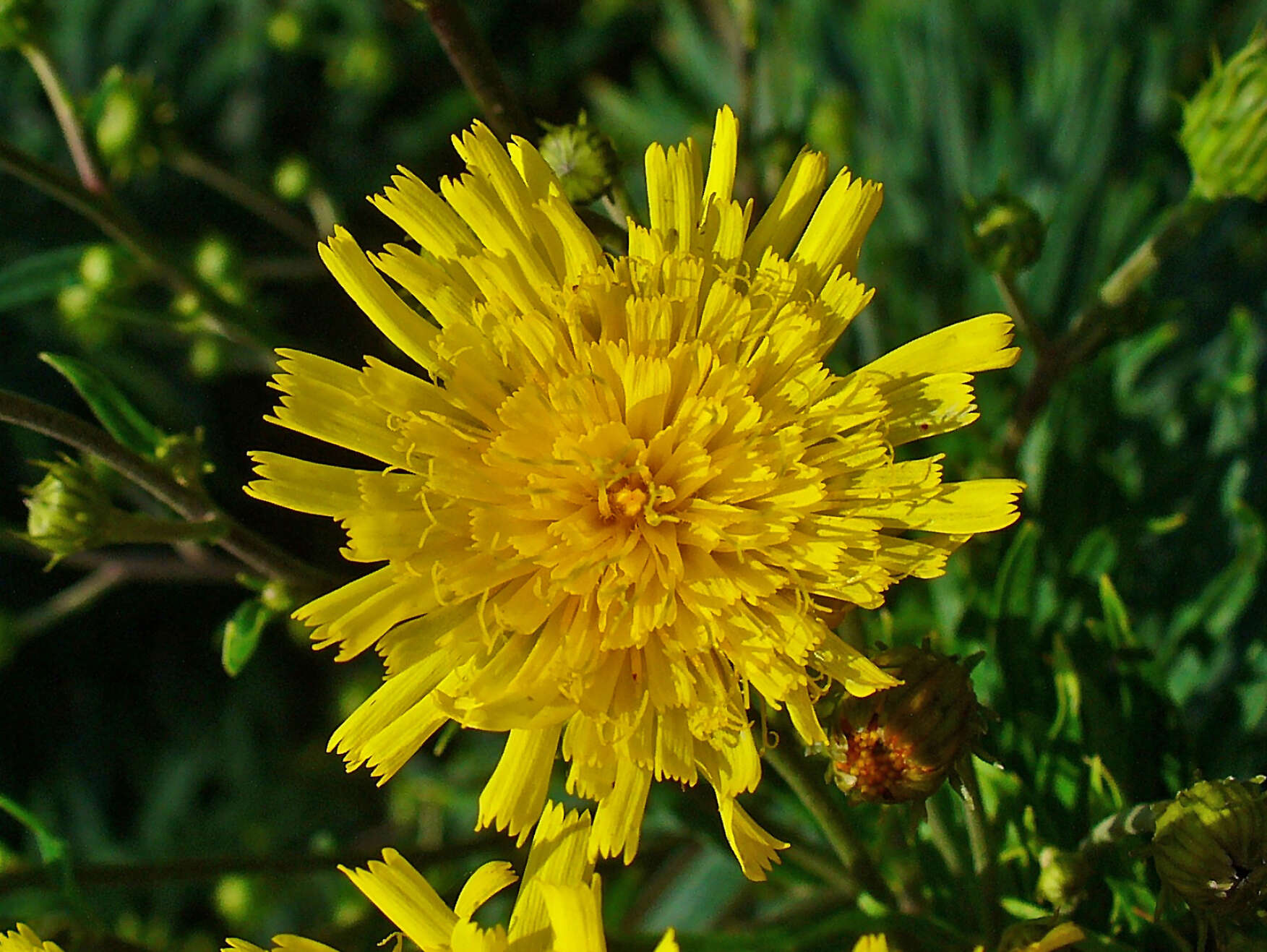 Image of hawkweed