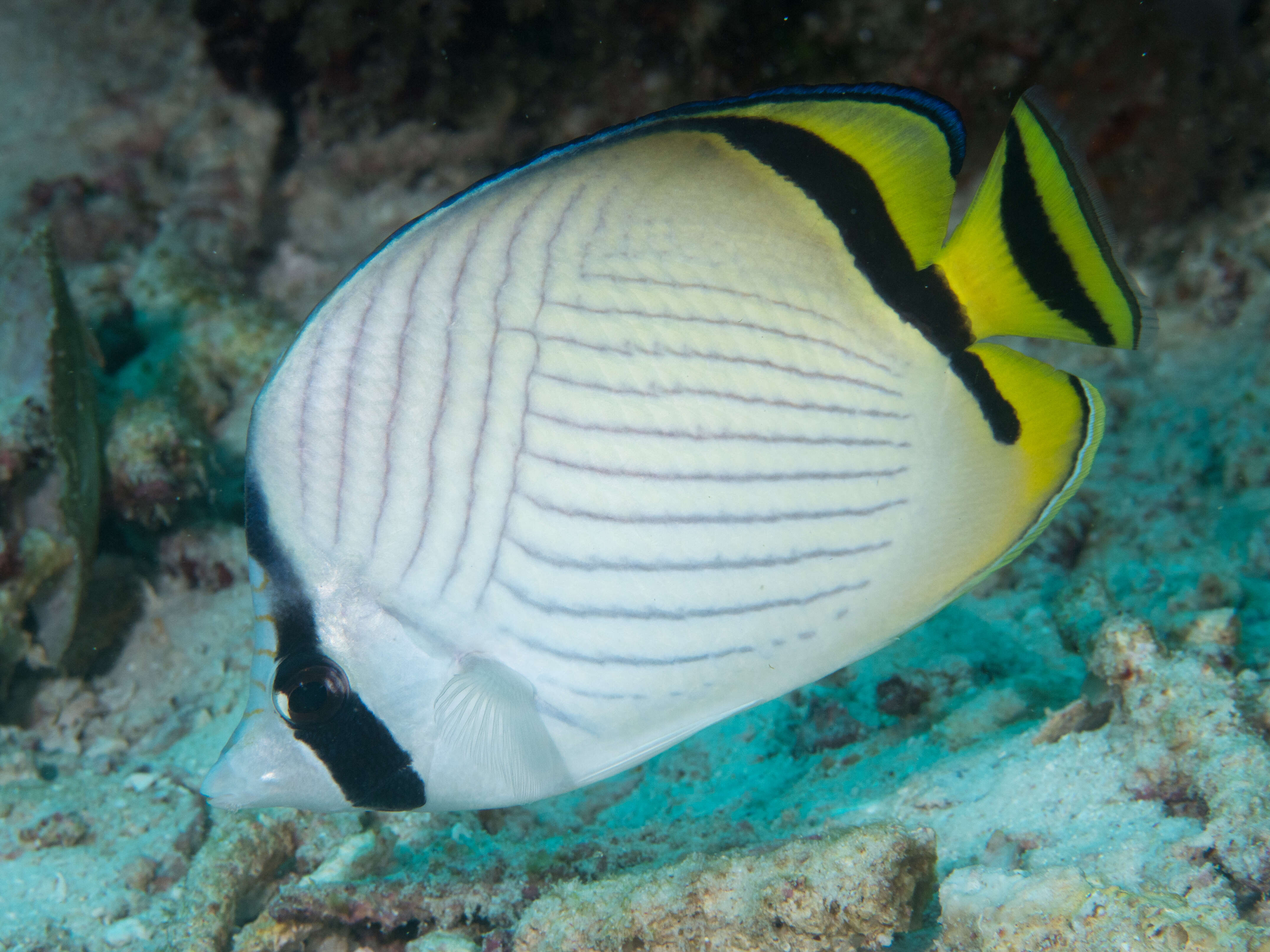 Image of Butterfly fish