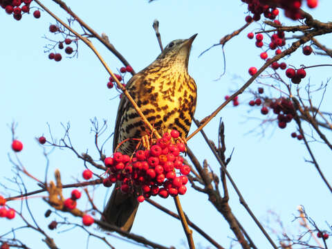 Image of Mistle Thrush