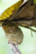 Image of Philippine tarsier