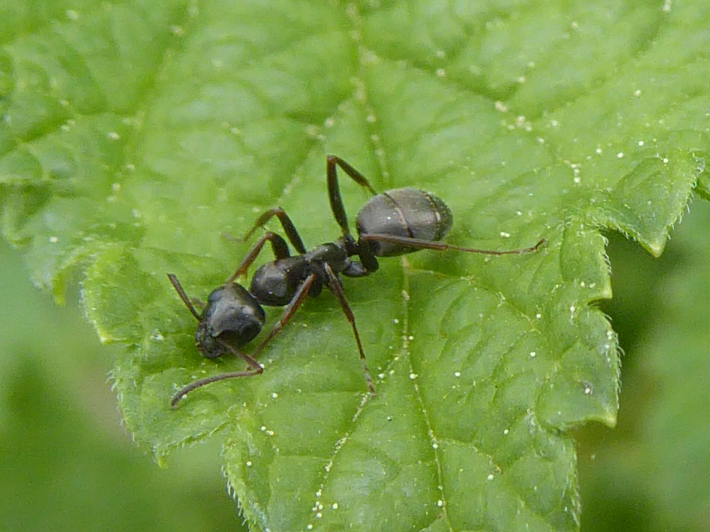 Слика од Formica fusca Linnaeus 1758