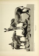 Image of Equus africanus somaliensis Noack 1884