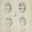 Image of Nosodendron (Nosodendron) fasciculare (Olivier 1790)