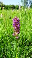 Dactylorhiza incarnata (L.) Soó resmi