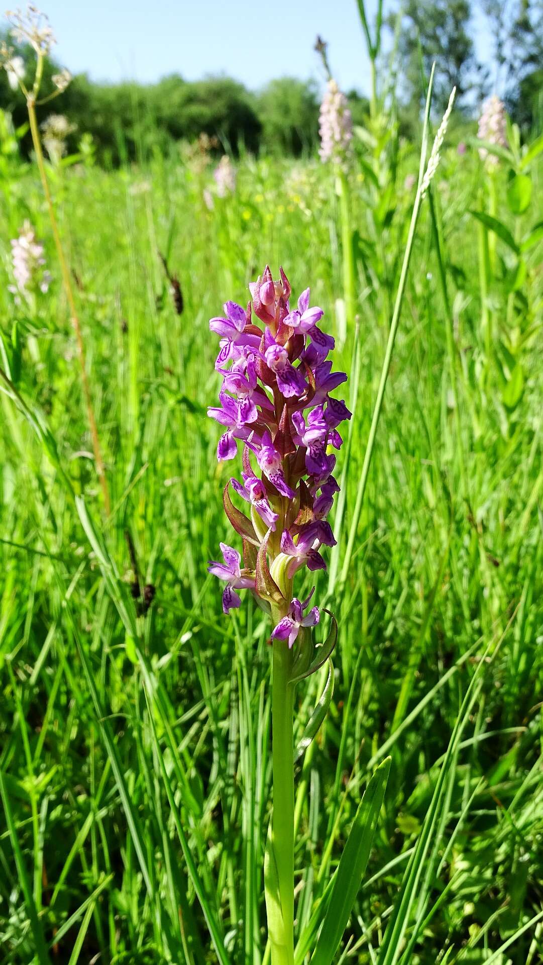 Dactylorhiza incarnata (L.) Soó resmi